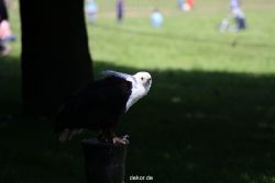 grugapark-greifvogelschau-2012-04-229