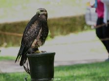 grugapark-greifvogelschau-2012-04-230