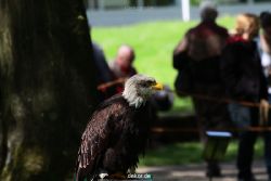 grugapark-greifvogelschau-2012-04-231
