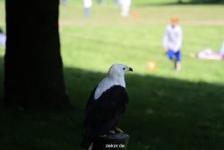 grugapark-greifvogelschau-2012-04-232