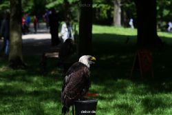 grugapark-greifvogelschau-2012-04-233