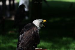 grugapark-greifvogelschau-2012-04-235