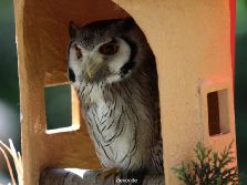 grugapark-greifvogelschau-2012-04-236