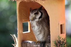 grugapark-greifvogelschau-2012-04-237