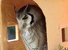 grugapark-greifvogelschau-2012-04-238