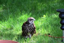 grugapark-greifvogelschau-2012-04-241