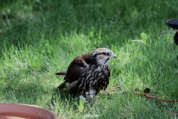 grugapark-greifvogelschau-2012-04-242