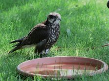 grugapark-greifvogelschau-2012-04-243