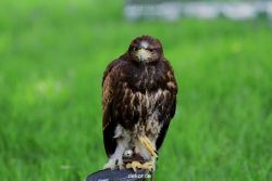 grugapark-greifvogelschau-2012-04-244