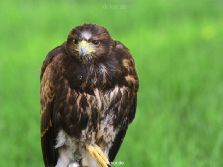grugapark-greifvogelschau-2012-04-245