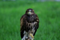 grugapark-greifvogelschau-2012-04-246
