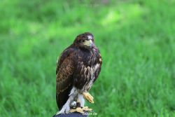 grugapark-greifvogelschau-2012-04-248