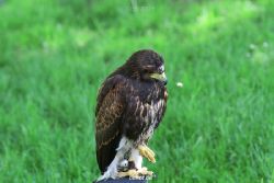 grugapark-greifvogelschau-2012-04-249