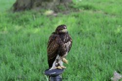 grugapark-greifvogelschau-2012-04-251