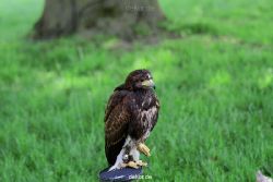 grugapark-greifvogelschau-2012-04-252