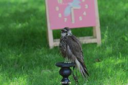 grugapark-greifvogelschau-2012-04-253