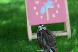 grugapark-greifvogelschau-2012-04-254