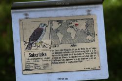 grugapark-greifvogelschau-2012-04-255