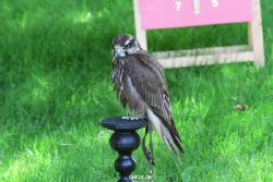 grugapark-greifvogelschau-2012-04-256