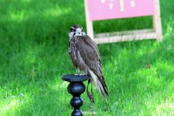 grugapark-greifvogelschau-2012-04-257