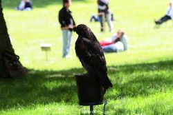 grugapark-greifvogelschau-2012-04-258