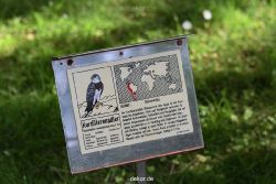 grugapark-greifvogelschau-2012-04-259