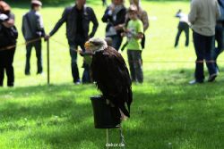 grugapark-greifvogelschau-2012-04-260
