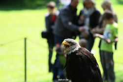 grugapark-greifvogelschau-2012-04-261