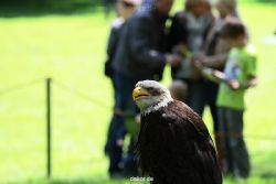 grugapark-greifvogelschau-2012-04-262