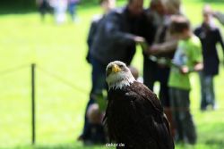grugapark-greifvogelschau-2012-04-265