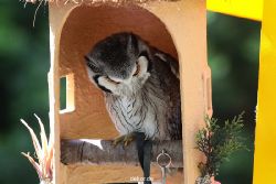 grugapark-greifvogelschau-2012-04-266