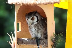 grugapark-greifvogelschau-2012-04-267