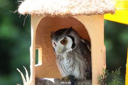 grugapark-greifvogelschau-2012-04-268