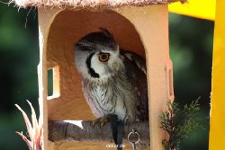 grugapark-greifvogelschau-2012-04-269