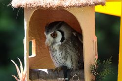 grugapark-greifvogelschau-2012-04-270
