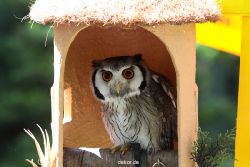 grugapark-greifvogelschau-2012-04-271