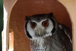 grugapark-greifvogelschau-2012-04-272