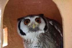 grugapark-greifvogelschau-2012-04-273
