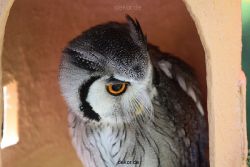 grugapark-greifvogelschau-2012-04-274