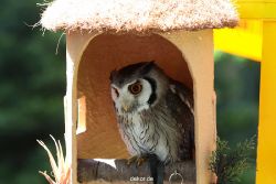 grugapark-greifvogelschau-2012-04-275