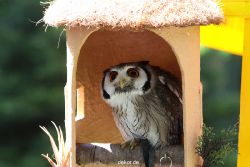 grugapark-greifvogelschau-2012-04-276