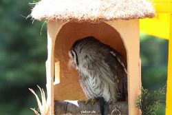 grugapark-greifvogelschau-2012-04-277