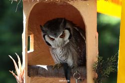 grugapark-greifvogelschau-2012-04-278