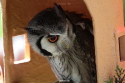 grugapark-greifvogelschau-2012-04-279
