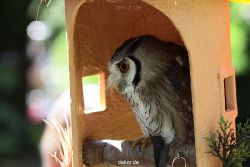 grugapark-greifvogelschau-2012-04-280
