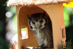 grugapark-greifvogelschau-2012-04-281