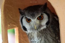 grugapark-greifvogelschau-2012-04-282
