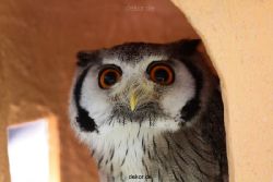 grugapark-greifvogelschau-2012-04-283