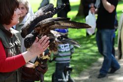 grugapark-greifvogelschau-2012-04-285