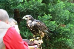grugapark-greifvogelschau-2012-04-288